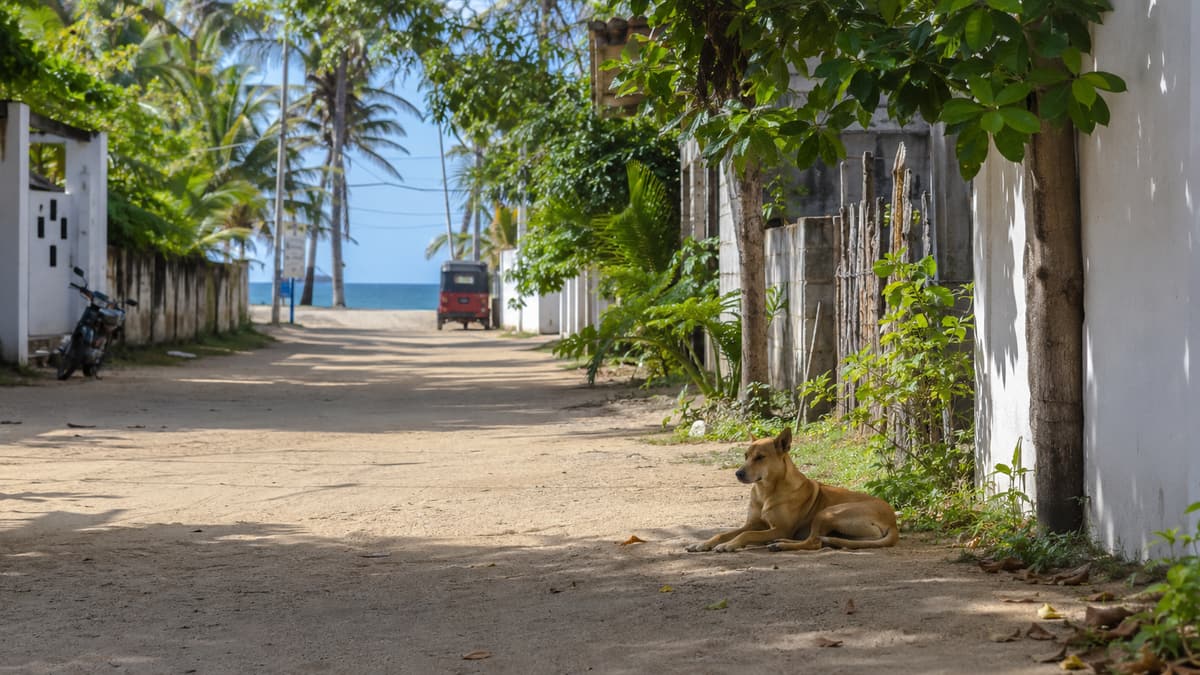 Rabies and Animal Bites in Sri Lanka