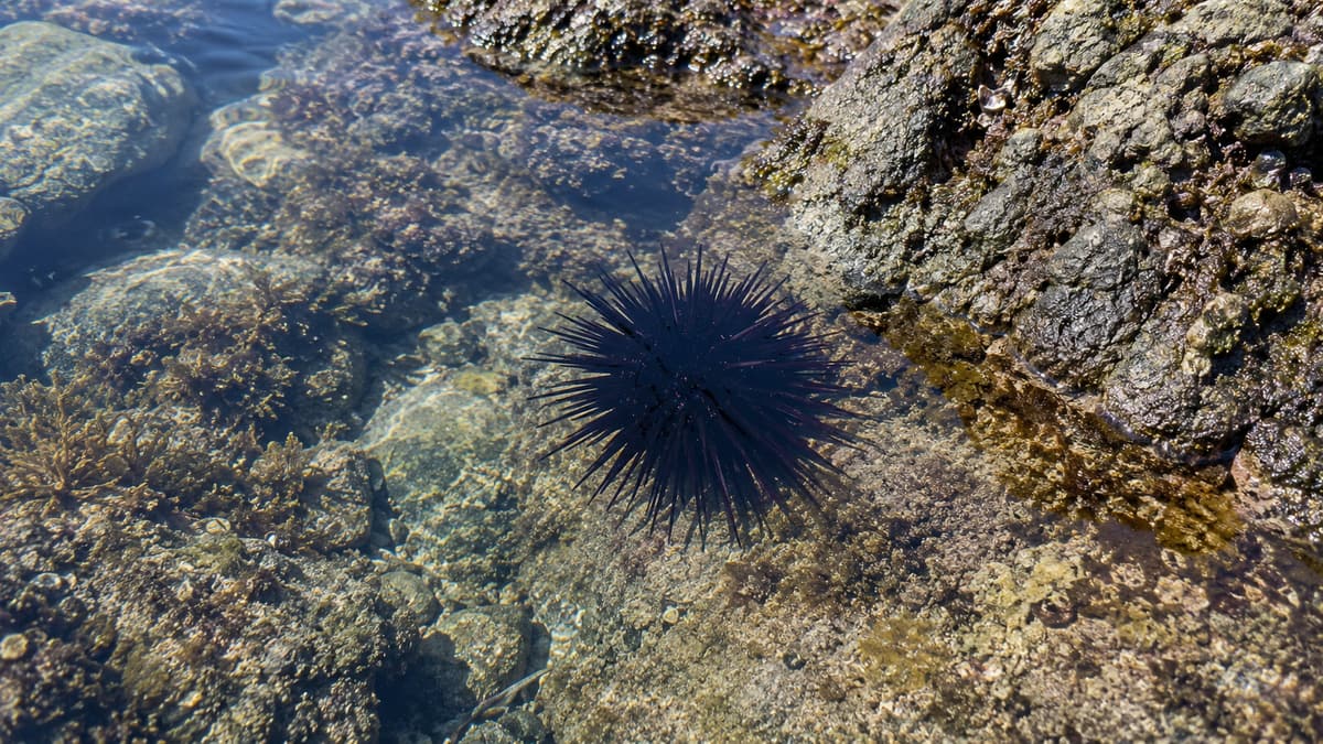 Sea Urchin Spines: Removal, Aftercare, and When to See a Doctor