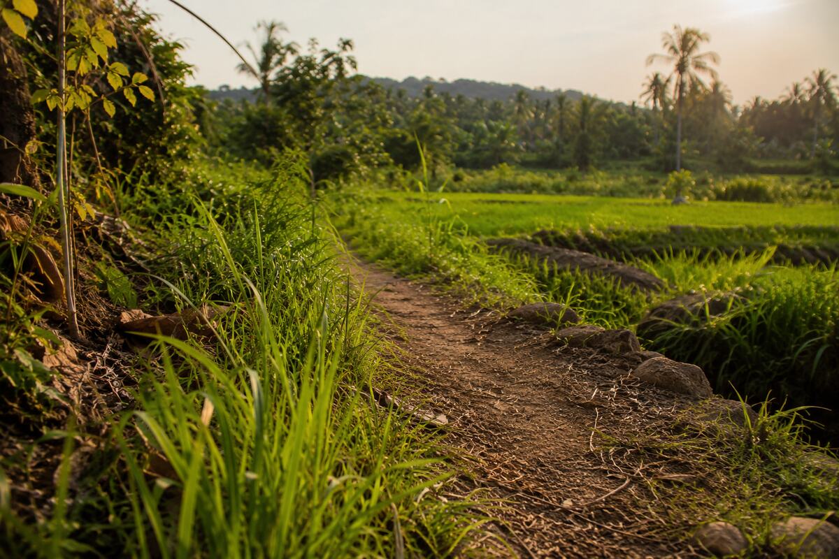 Snake Bites in Sri Lanka: First Aid That Actually Works